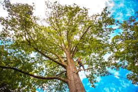 Best Tree and Shrub Care  in Watonga, OK