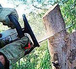 Watonga, OK Tree Services Company