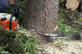 Best Pest Control for Lawns  in Watonga, OK
