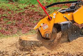 Best Fruit Tree Pruning  in Watonga, OK