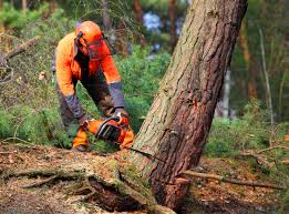 How Our Tree Care Process Works  in  Watonga, OK