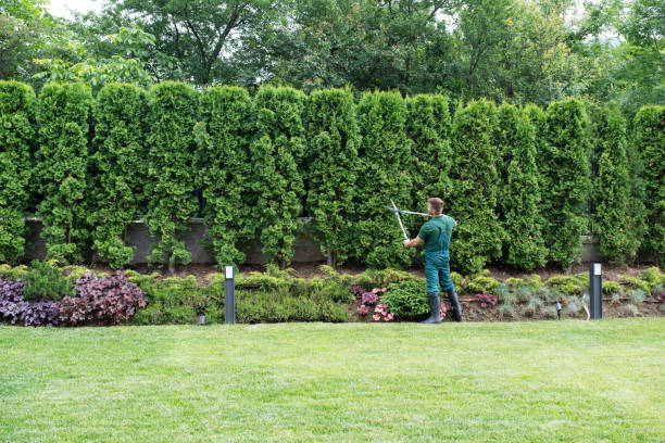 Best Emergency Tree Removal  in Watonga, OK