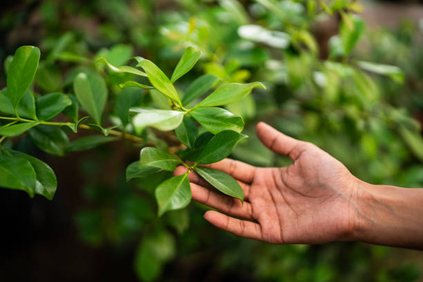 Best Tree Trimming and Pruning  in Watonga, OK