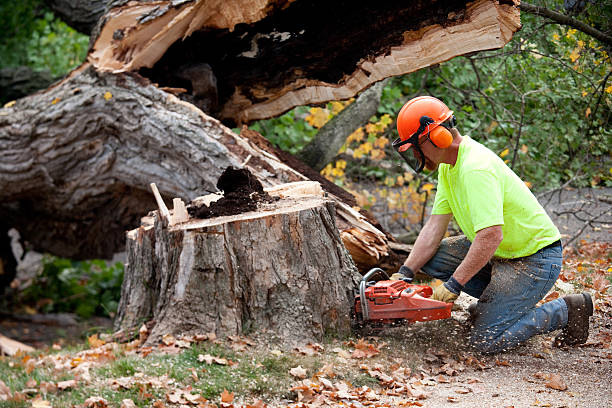 Best Commercial Tree Services  in Watonga, OK