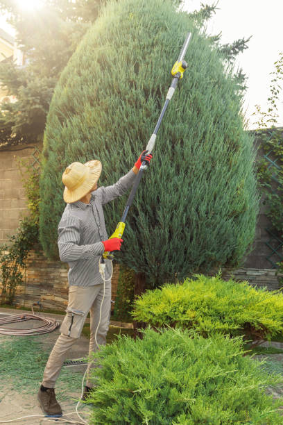 Best Stump Grinding and Removal  in Watonga, OK