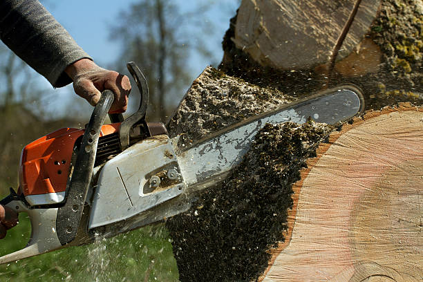 Best Tree Cabling and Bracing  in Watonga, OK