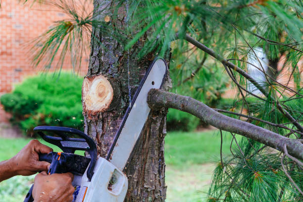 Best Commercial Tree Services  in Watonga, OK
